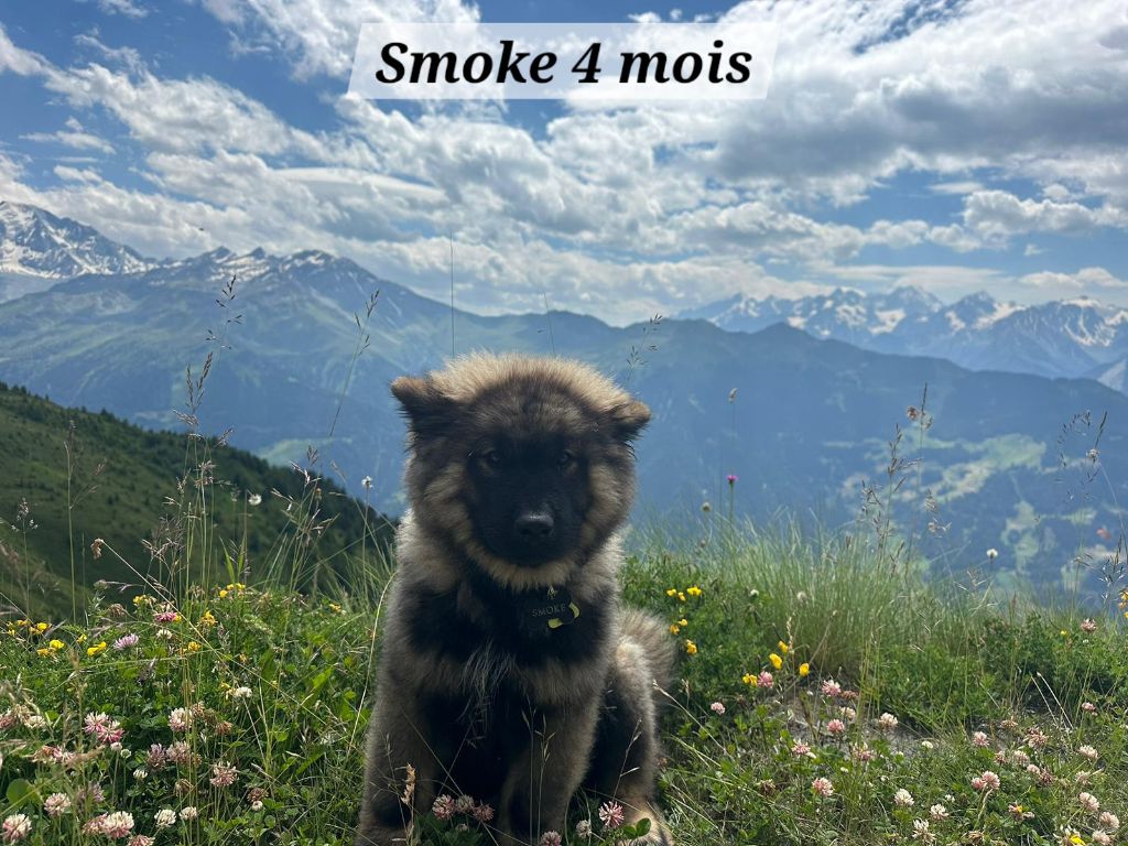 chiots nés à l'élevage